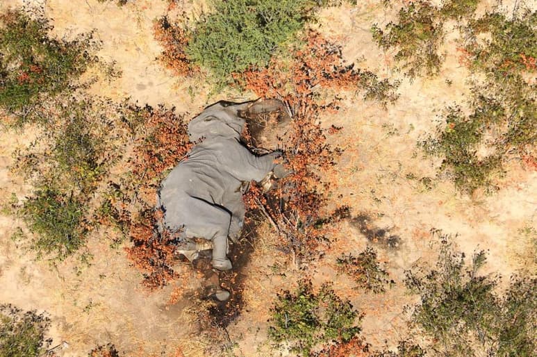 Botsuana está investigando las “muertes misteriosas” de 275 elefantes, cuyos cuerpos fueron hallados en la concurrida zona del delta de Okavango. (ARCHIVO)