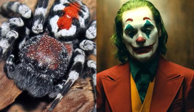 Gracias a las tonalidades que posee la araña en su cuerpo, es que los científicos decidieron rendirle tributo al actor de Joker con su nombre (CAPTURA)