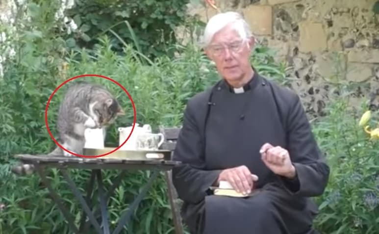 El felino 'Tiger', junto a otros tres gatos, viven con el sacerdote Robert Willis en la ciudad de Canterbury, en Reino Unido (INTERNET)