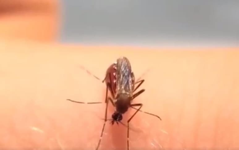 Algunos internautas aseguran que es el video 'más viral del Internet'. (CAPTURA)