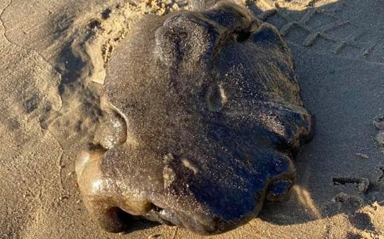 Algunos sugirieron teorías de índole sobrenatural, al decir que se trataba de un 'Alíen' (CAPTURA)