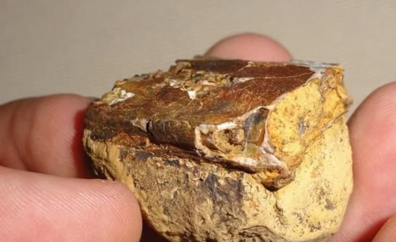 Además del hallazgo de los fósiles de pterosaurios, el paleontólogo Edwin Cadena encontró en 2014 restos de la tortuga más grande que ha existido en la Tierra (ESPECIAL)