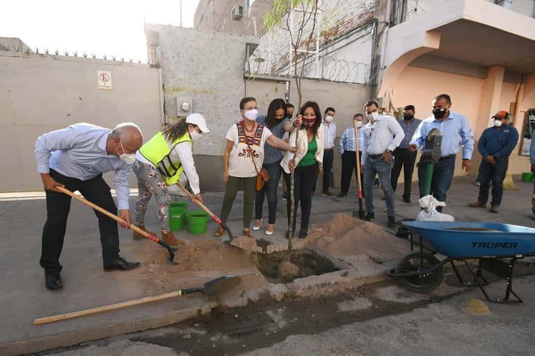 La reforestación inició ayer sobre la calle Juan Antonio de la Fuente, entre las avenidas Juárez e Hidalgo del Centro de Torreón. (CORTESÍA)