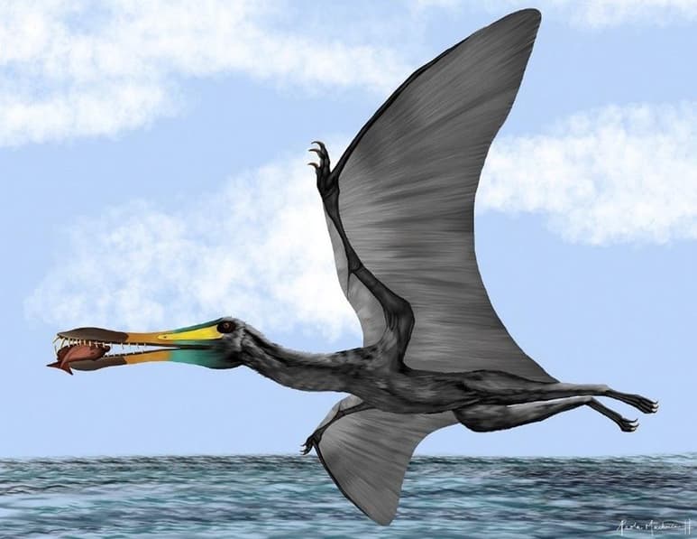 ósiles de un pterosaurio, un reptil vertebrado volador, fueron descubiertos en el departamento colombiano de Santander por el paleontólogo Edwin Cadena, quien explicó que la criatura vivió hace unos 135 millones de años. (ARCHIVO)