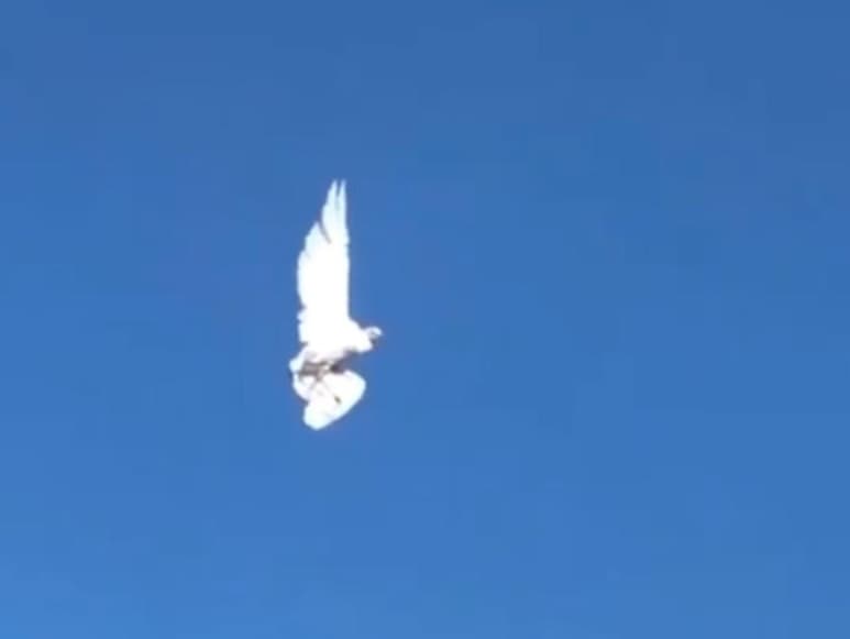 El cuerpo de bomberos fue llamado al lugar para rescatar al animal, quien resultó con lesiones menores por el tiempo que permaneció suspendido en el aire. (CAPTURA)