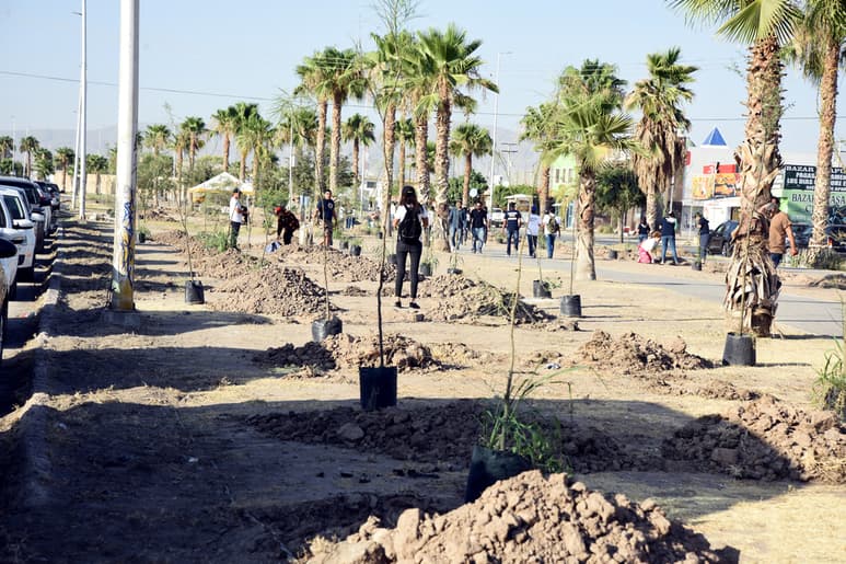 El índice de mortandad de los árboles oscila entre el 8 y el 10 por ciento, según autoridades. (EL SIGLO DE TORREÓN)
