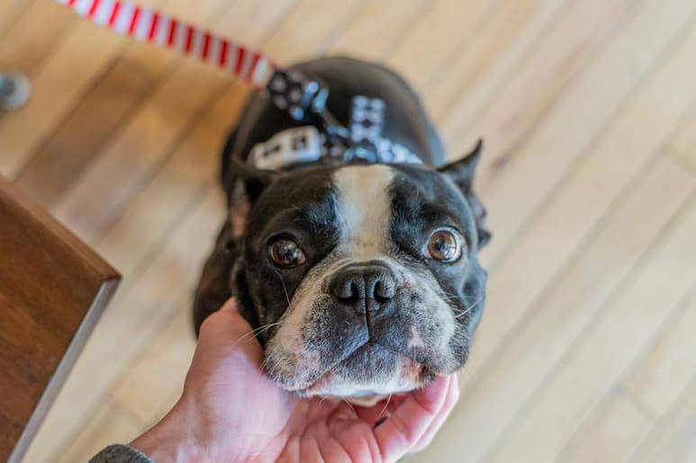 Las principales razas que suelen sufrir de estornudo inverso son las razas de perro braquicefálicas o de hocico chato, como los pugs y los bulldogs. (ESPECIAL)