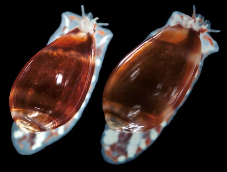 Investigadores mexicanos analizan el veneno de caracoles marinos para diseñar futuros fármacos, pues algunas de sus moléculas podrían ser útiles contra el dolor crónico y enfermedades neurodegenerativas como el alzheimer y parkinson. (ARCHIVO)