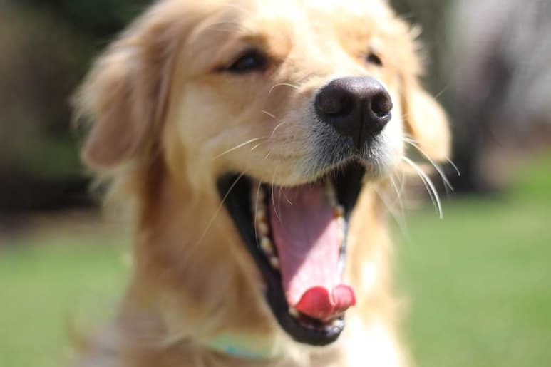 Uno de los perros potenciales a ser donantes son los Labrador y Golden Retriever, debido a su carácter dócil que no requieren sedación.