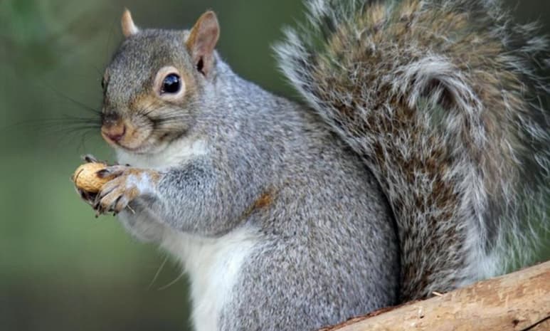 Pese a que la enfermedad puede ser tratada con antibióticos, autoridades de salud en Colorado, recomiendan a los habitantes estar al pendiente de sus síntomas y los de sus mascotas para prevenir contagios (ESPECIAL)