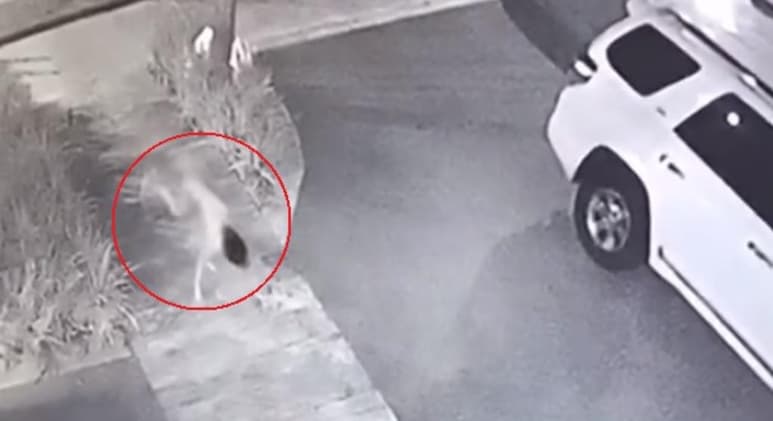 De acuerdo a la leyenda que se comparte en redes sociales, la 'niña perro' ha vivido toda su vida en Tamaulipas, oculta en su hogar por su madre (CAPTURA)