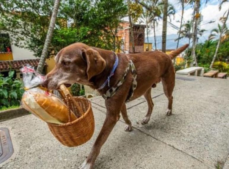 Eros, el perrito lleva en una canasta las frutas y verduras de los locales, quienes lo esperan en la puerta para recibirlo y colocar el dinero en la misma canasta. (CAPTURA)