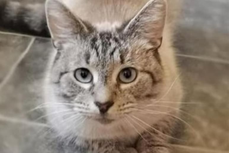 La persona que envío el mensaje dijo que el gato 'causa destrozos en su hogar' (CAPTURA)