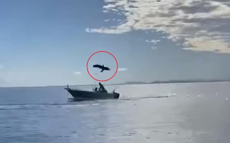 El animal de casi 4 metros de largo, saltó en varias ocasiones sobre un bote en Queensland, Australia (CAPTURA)