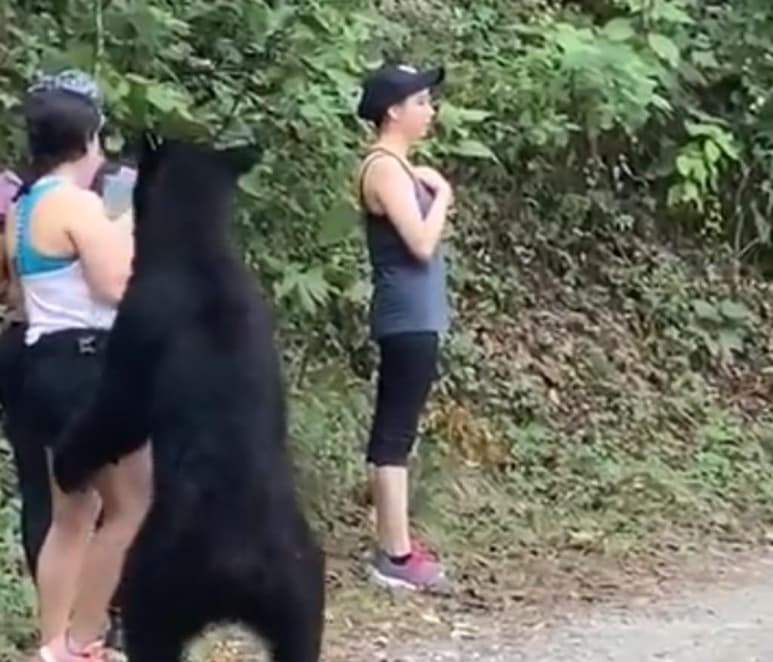 Este mediodía se difundió en redes sociales el asombroso video en el que un grupo de chicas tiene un encuentro cercano durante su caminata en Chipinque en Monterrey, Nuevo León. (CAPTURA) 
