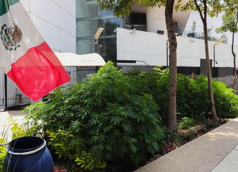 Activistas exigieron este domingo al Senado mexicano incluir la legalización del cannabis recreativo en el próximo periodo extraordinario de sesiones que inicia el 29 de julio. (EFE)