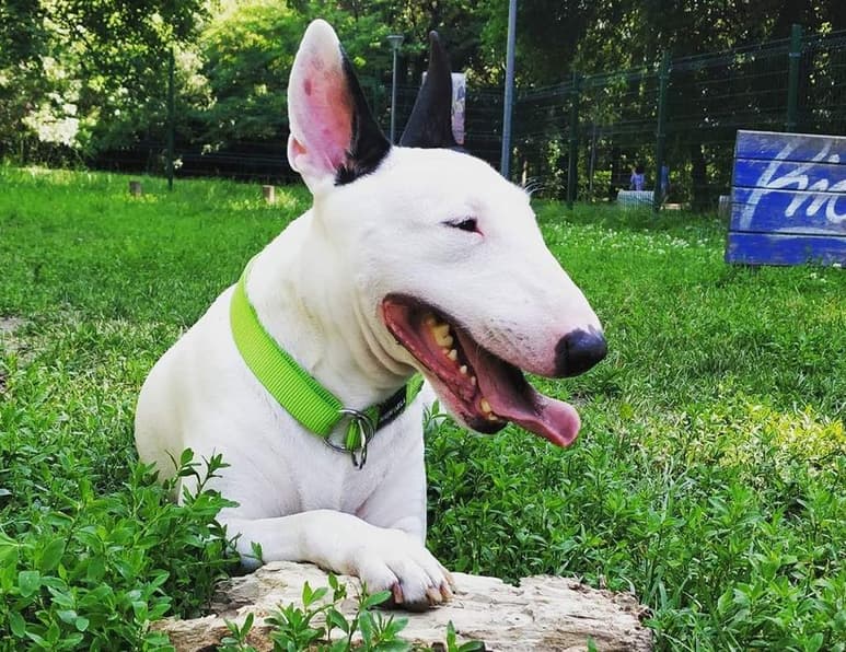 En los perros, las autolesiones no se manifiestan comúnmente como en los gatos y conejos (el primero generalmente ataca su cola y el segundo sus patas traseras). Sin embargo, se ha descrito como un comportamiento más usual en razas como los Bull Terrier. (ESPECIAL)
