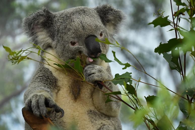 El desarrollo en Australia de una vacuna para curar a los koalas de la clamidia, una bacteria que ha diezmado la población de estos animales emblemáticos, puede ser clave en la lucha contra esta enfermedad sexual también en humanos. (ARCHIVO)