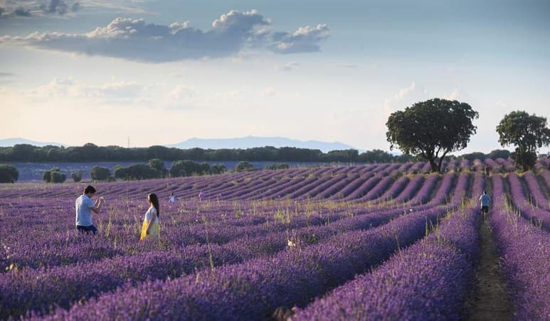 Los campos se encuentran justo al lado de la carretera y
desde allí se puede apreciar su colorido, olfatear el aroma
de las flores y escuchar el curioso zumbido de las abejas. (ARCHIVO)
