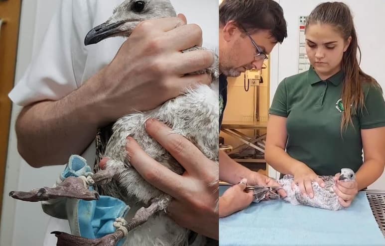 El animal fue rescatado por activistas de Reino Unido (CAPTURA)