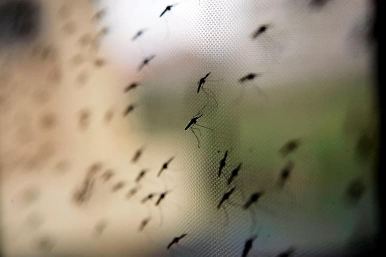 De unas 3,500 especies de mosquitos en todo el mundo, solo unas pocas tienen como objetivo a los humanos, pero son importantes propagadoras de enfermedades infecciosas. Ahora, un grupo de científicos sugiere que el aumento de la urbanización en un futuro llevaría a que más mosquitos se ceben con las personas. (ARCHIVO)