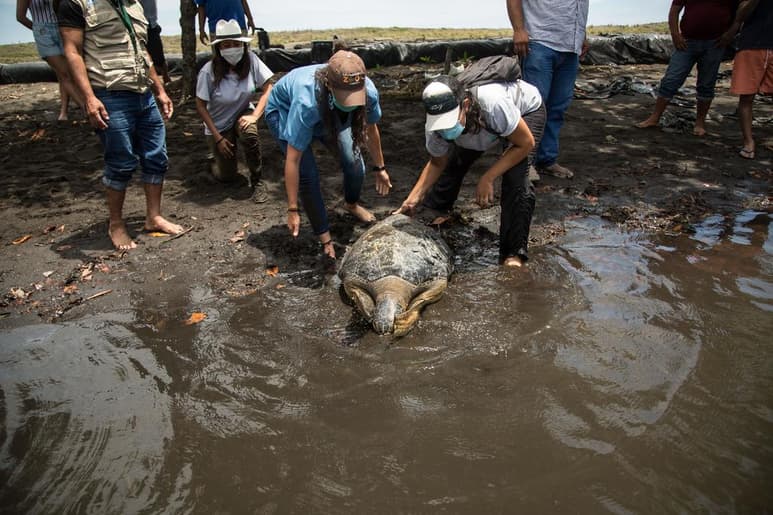 Una tortuga verde del Pacífico, de casi 200 libras de peso, da vueltas inquieta en una pileta del Centro de Conservación Marina de la Asociación Guatemalteca de Historia Natural (AGHN), como si sospechara que pronto abandonará el lugar en el que permaneció los últimos nueve meses bajo cuidados médicos. (ARCHIVO)