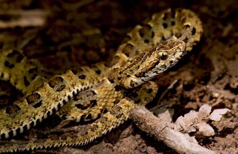 Cuba reveló la existencia de una nueva especie de serpiente, la Tropidophis steinleini sp. nov., que habita en Punta Maisí, el extremo más oriental de la isla ubicado en la provincia de Guantánamo. (ARCHIVO)
