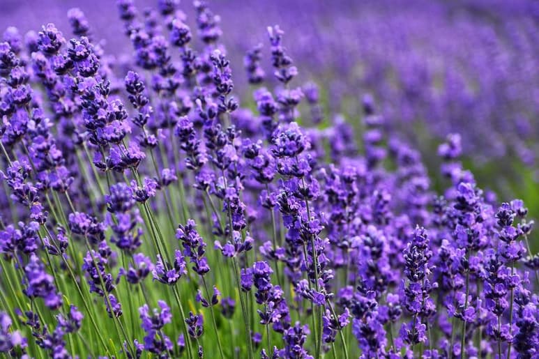 Teniendo estas plantas cerca de ti lograrás ahuyentar a los mosquitos, además de llevar un aroma agradable. (ESPECIAL)