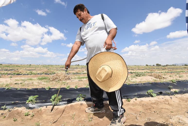 Jesús Chávez, productor del ejido Nuevo Reynosa, de Viesca, dijo que la lluvia lo obligó a aplicar más insecticida, ya que por el exceso de humedad aumentan las plagas. (EL SIGLO DE TORREÓN / Jesús Galindo)
