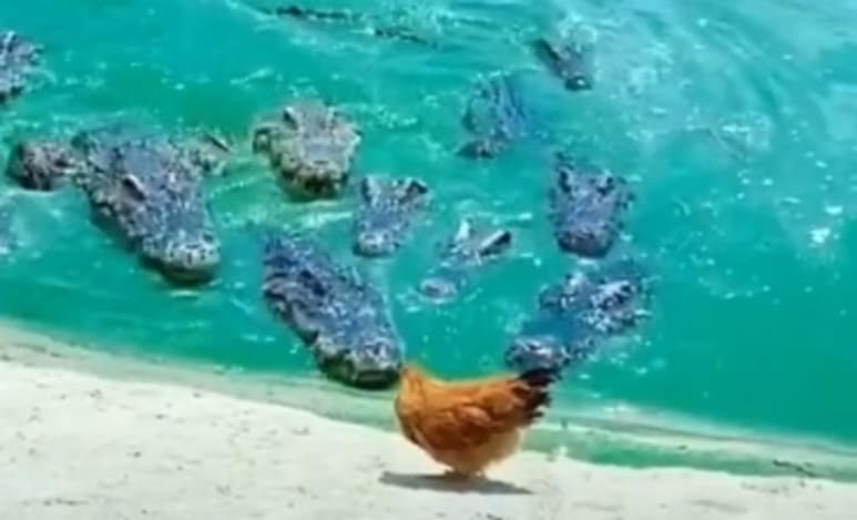 AL ver que estaba rodeada, la gallina intentó huir (CAPTURA)