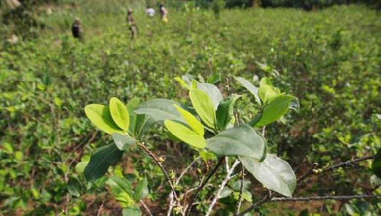 La Comisión Nacional para el Desarrollo y Vida sin Drogas (Devida) de Perú aseguró este sábado que existen 'serios errores' en el reporte emitido el viernes por la Casa Blanca, donde afirma que los cultivos de coca se expandieron en Perú hasta las 72.000 hectáreas en 2019, un 38 % más que el año anterior. (ARCHIVO)