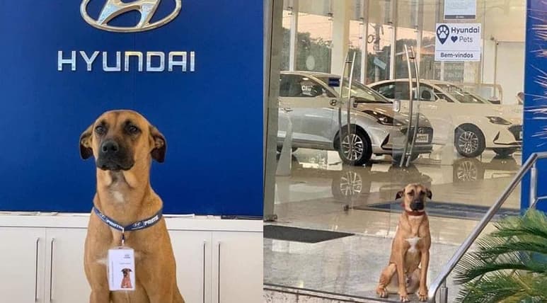 Las imágenes que se han viralizado en la red, muestran al can portando su gafete dentro de la agencia (CAPTURA)
