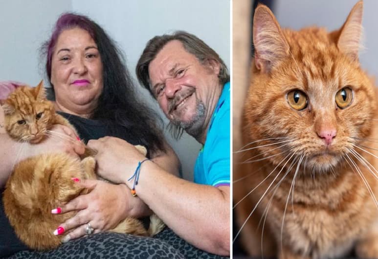 Este gato tardó mes y medio para encontrar su destino. (INTERNET)