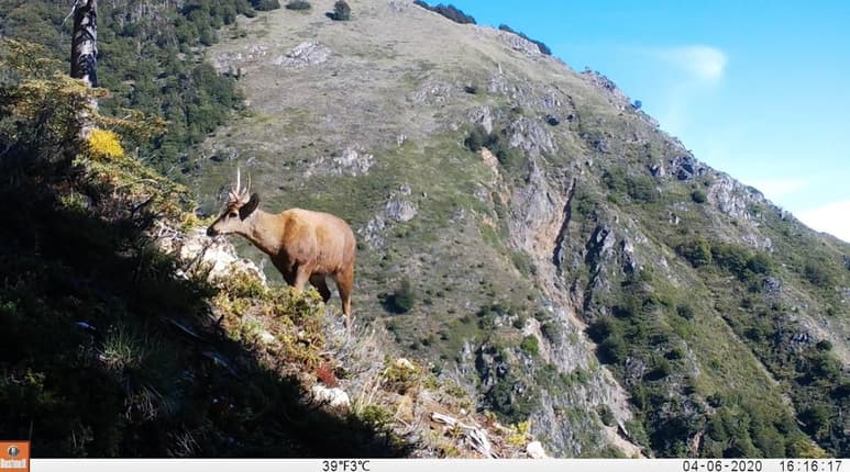 Una investigación científica logró obtener nuevas imágenes de huemules -ciervos andinos que están en peligro de extinción- en el norte de la Patagonia chilena, tras las obtenidas en 2019 que confirmaron la presencia de esta especie en ese lugar. (ARCHIVO)