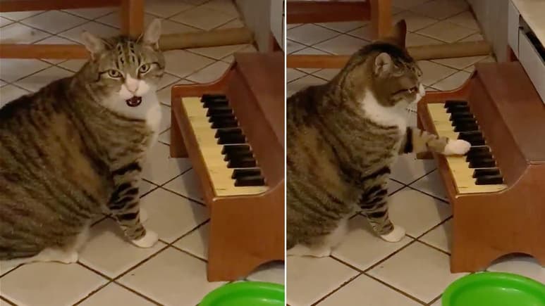 El gato está a dieta, así que aprendió a llamar a la atención de su dueña si es que tiene hambre. (INTERNET)