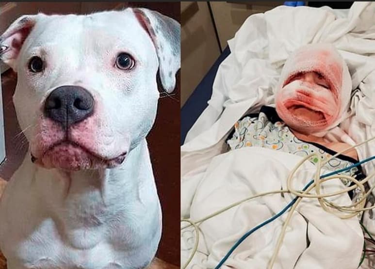 El destino de Chaos es incierto, pues aunque la familia del menor lo defendió asegurando que se trataba de un episodio único y que no representa un peligro para ellos, el Servicio de Control Animal se encuentra investigando el caso para determinar qué pasará con él. (ESPECIAL)