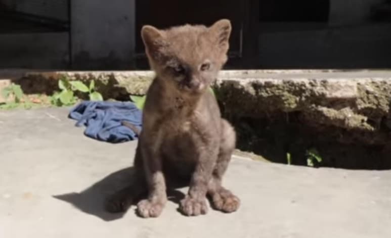 El felino de apenas dos meses presentaba un comportamiento inusual a un gato, detalle que llevó al hombre a descubrir que en realidad era un cachorro de puma (CAPTURA)