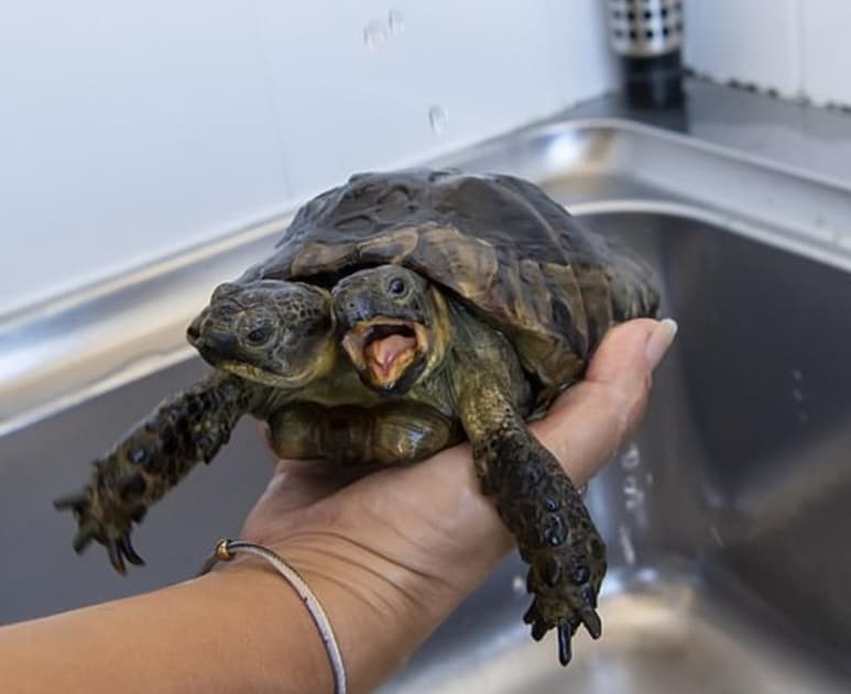 Normalmente los animales que nacen con dos cabezas mueren jóvenes, pero parece que ese no fue el caso en el pequeño Janus. (INTERNET)