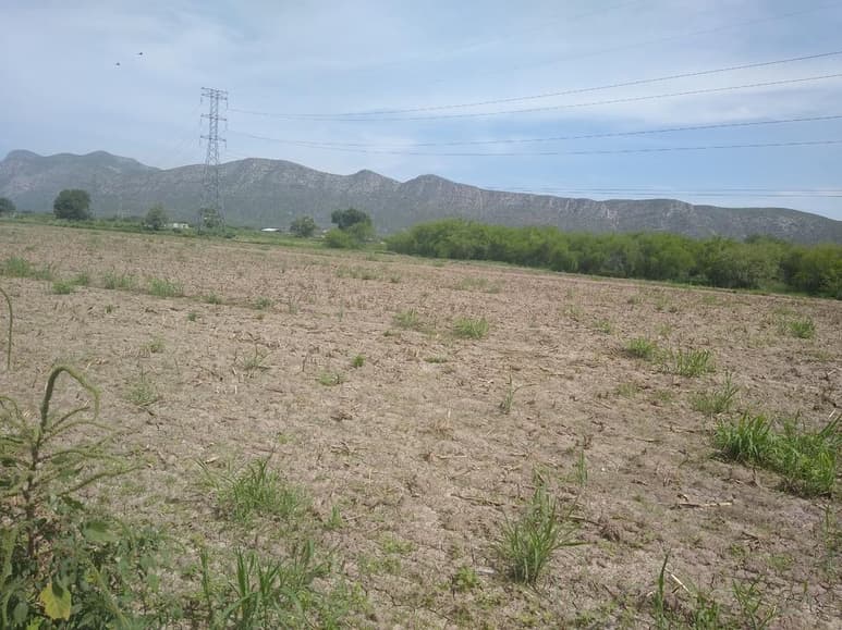 En Lerdo se siembran 6,300 hectáreas que se riegan con agua del río y que pertenecen al Módulo de Riego número 3. (ARCHIVO)
