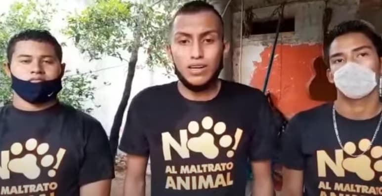 En el video que se viralizó en redes sociales, los jóvenes avientan al gato en repetidas ocasiones hasta dejarlo caer al suelo (CAPTURA) 