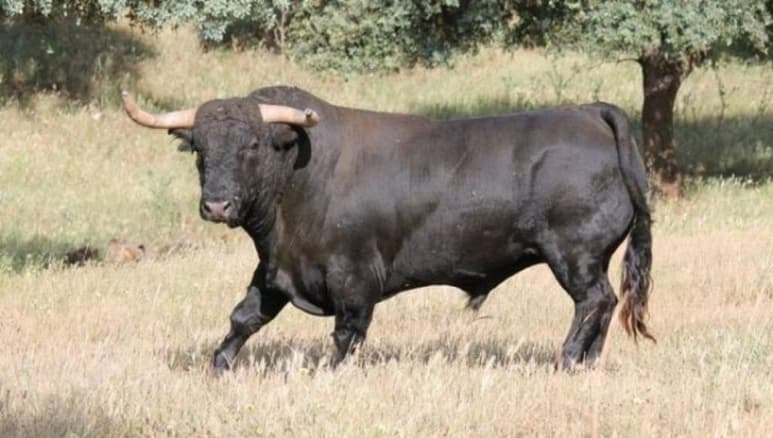 Ambos niños fueron perseguidos por el toro en una calle de la India (CAPTURA)