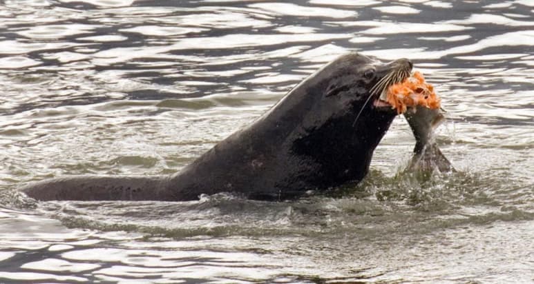 Las autoridades federales dieron permiso a supervisores de vida silvestre en los estados de Washington, Oregon e Idaho para comenzar a matar a cientos de leones marinos en la cuenca del río Columbia con la esperanza de ayudar a las mermadas poblaciones de salmones y truchas cabezas de acero. (CORTESÍA)