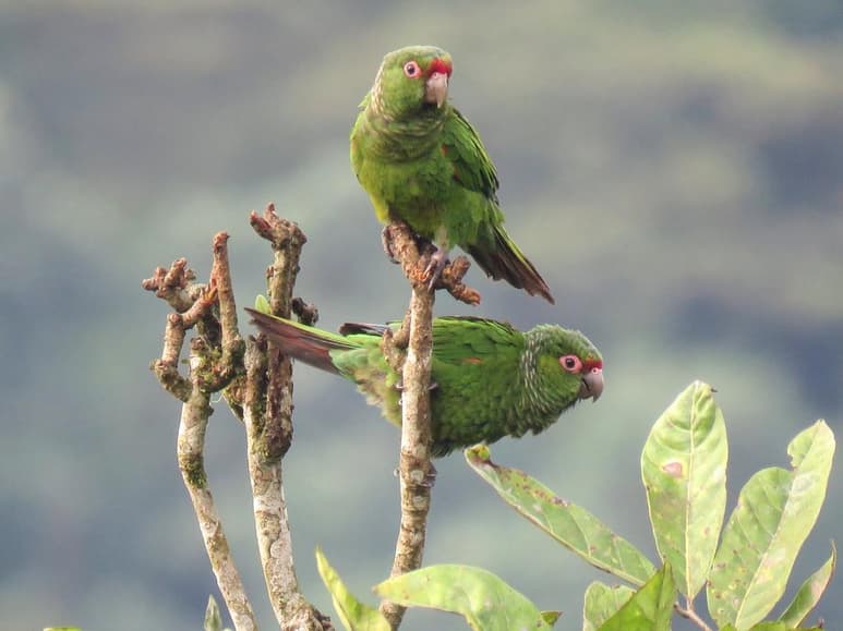 Encontrado en los años ochenta, lo que lo convierte en una especie relativamente nueva para la ciencia, el perico de Orcés es un ave endémica de Ecuador, que está en peligro de extinción, pero que tiene en las llamadas 'cajas nido' una esperanza para su supervivencia. (ARCHIVO) 