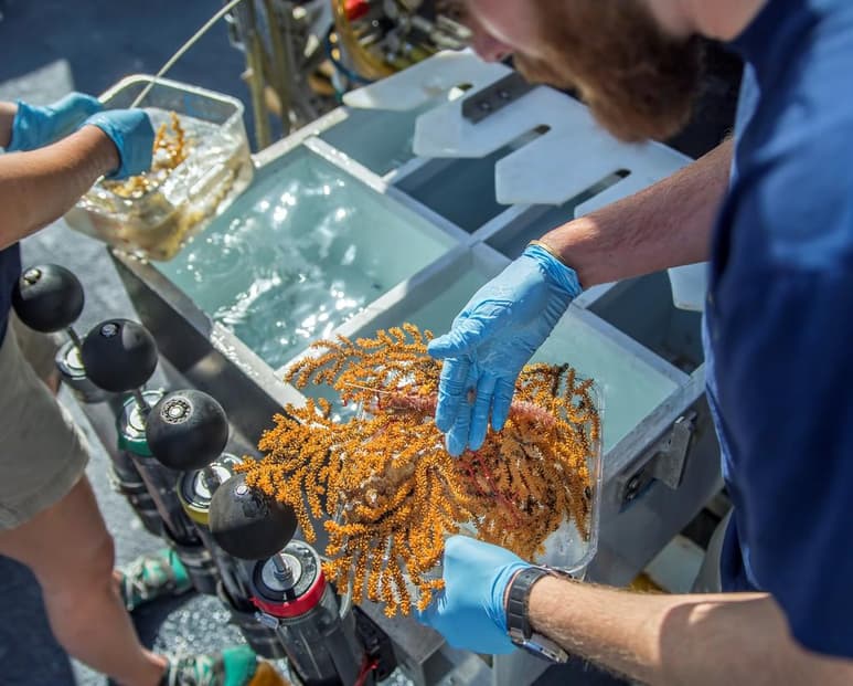 Un equipo multidisciplinar descubrió 30 nuevas especies de invertebrados marinos en las profundas aguas protegidas de la Reserva Marina de Galápagos, a unos 3,400 metros de la superficie. (ARCHIVO)