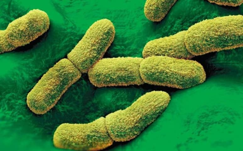 Autoridades sanitarias de un condado de California (EUA) confirmaron que una persona ha dado positivo a la peste bubónica, convirtiéndose en el primer caso de esta enfermedad que se registra en cinco años en el estado. (ESPECIAL)