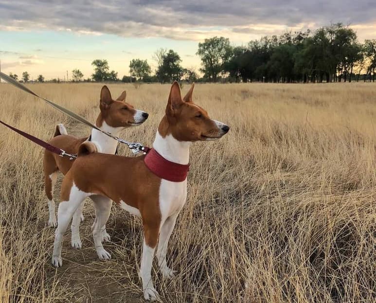 El perro Basenji, también conocido como perro Congo, remonta su origen a áfrica central, pero también se ha comprobado que los egipcios los empleaban como perros de caza. (ESPECIAL)