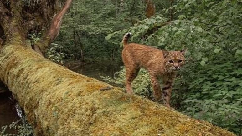 Además del felino, la lente de la cámara captó a un 'inusual' invitado sorpresa (CAPTURA)