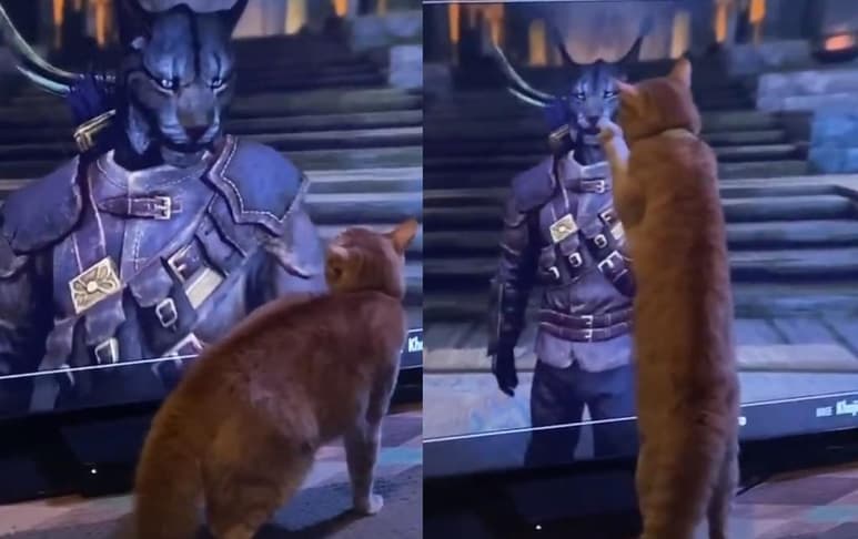 El felino ha conquistado a la red con su reacción ante el personaje de videojuego (CAPTURA)