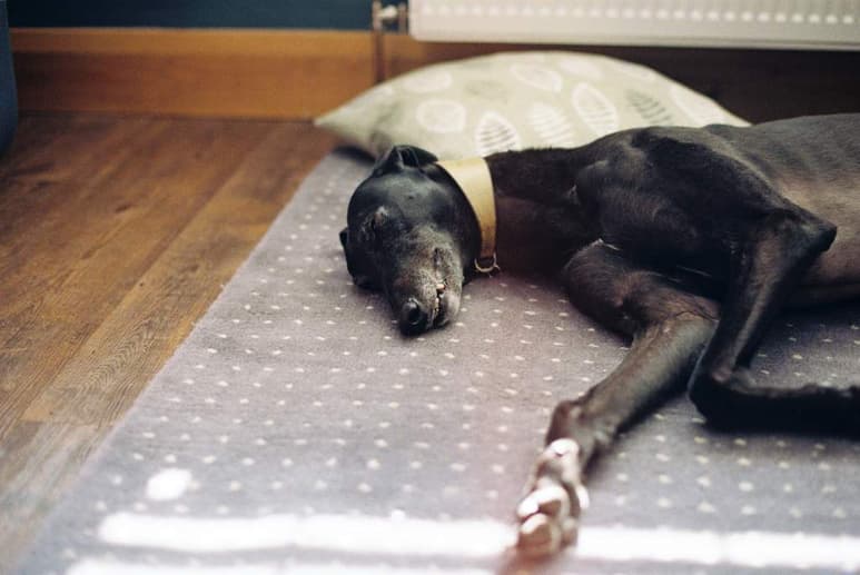 Las almohadillas de los perros es la zona de su cuerpo con la piel más gruesa, ya que cumplen la misma función que los pies. (ESPECIAL)