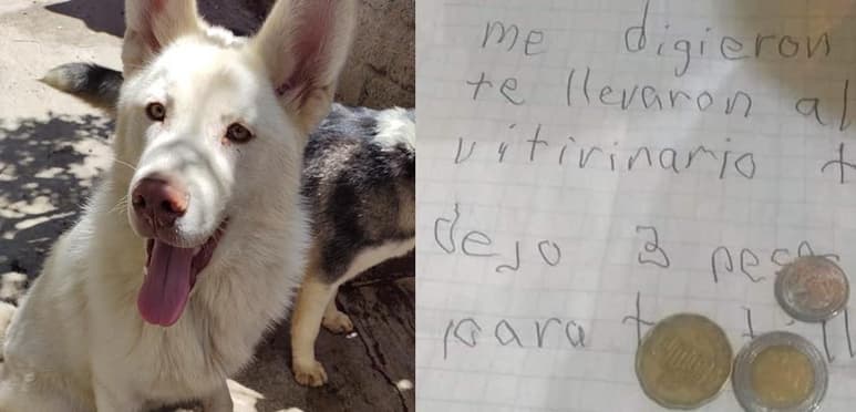 Las conmovedoras palabras escritas en la carta dirigida al perro, 'Simon', han conquistado a internautas (CAPTURA)